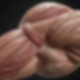 Detailed anatomical illustration of arm muscles