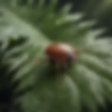 A close-up of a tick on a leaf