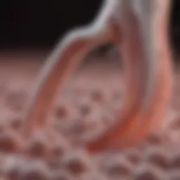 The intricate process of sperm development in the reproductive system