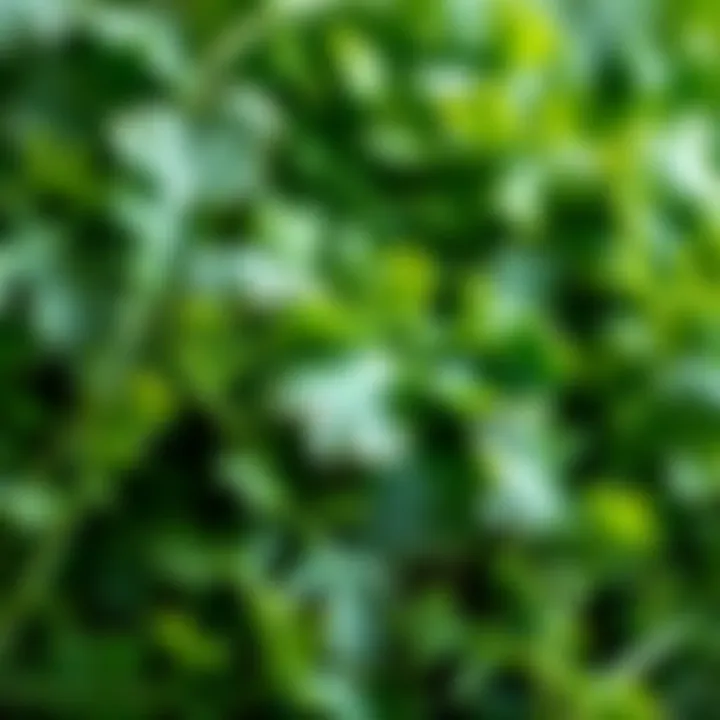 Close-up of fresh greens like arugula and kale known for their nitric oxide enhancing properties.