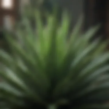 Vibrant Aloe Vera Plant Aloe vera plant with vibrant green leaves