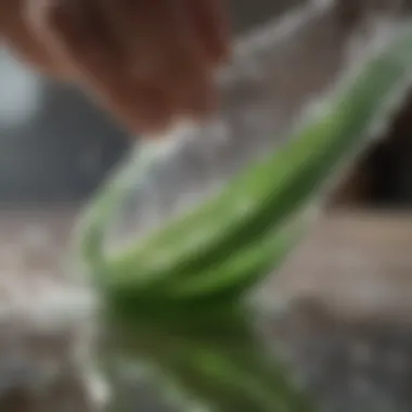 Close-up of aloe vera gel being extracted