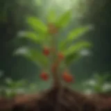 A vibrant ashwagandha plant showcasing its leaves and roots