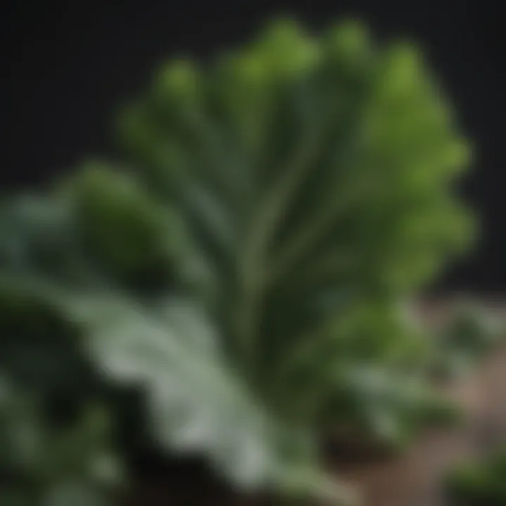 Close-up of a leafy green vegetable, highlighting its protein content.