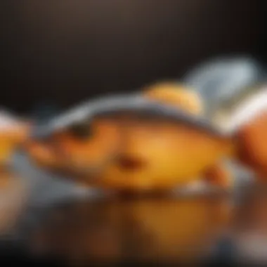 Omega-3 Fatty Acids from Fatty Fish Fatty fish rich in omega-3 fatty acids