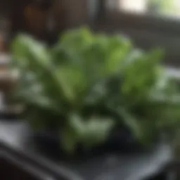Fresh leafy greens rich in potassium to support blood pressure health