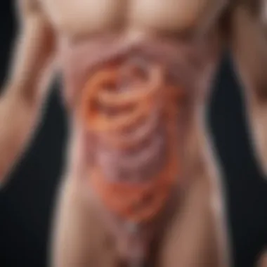 The Role of Gut Microbiota in Digestion Diagram of gut microbiota