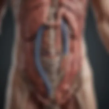 Gastrointestinal Tract and Colace Action Diagram of the gastrointestinal tract showing the action of Colace