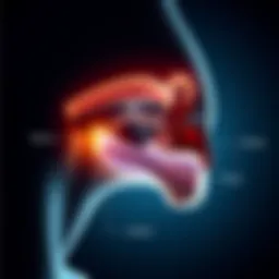 Anatomy of the airway showing common snoring causes
