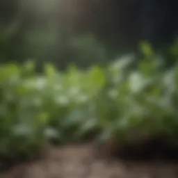 Close-up of natural herbs