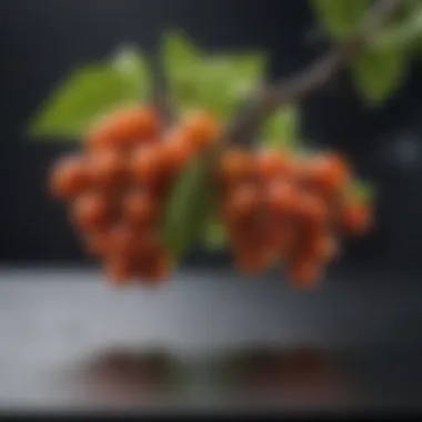Quercetin: The Flavonoid's Unique Structure Chemical structure of quercetin highlighting its flavonoid properties