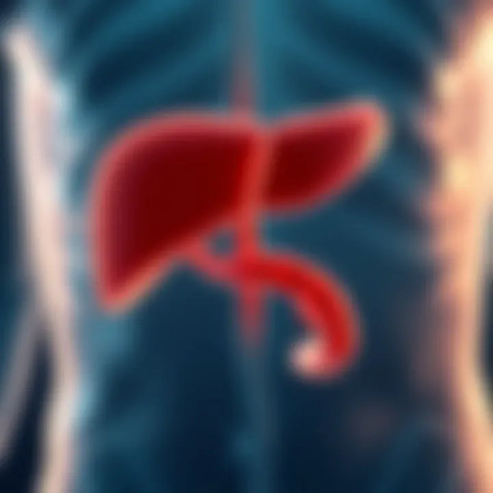 Diagram depicting the structure of the pancreas highlighting its lobes and ducts