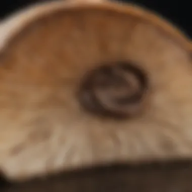 Close-up view of a mushroom slice with nutritional information overlay.