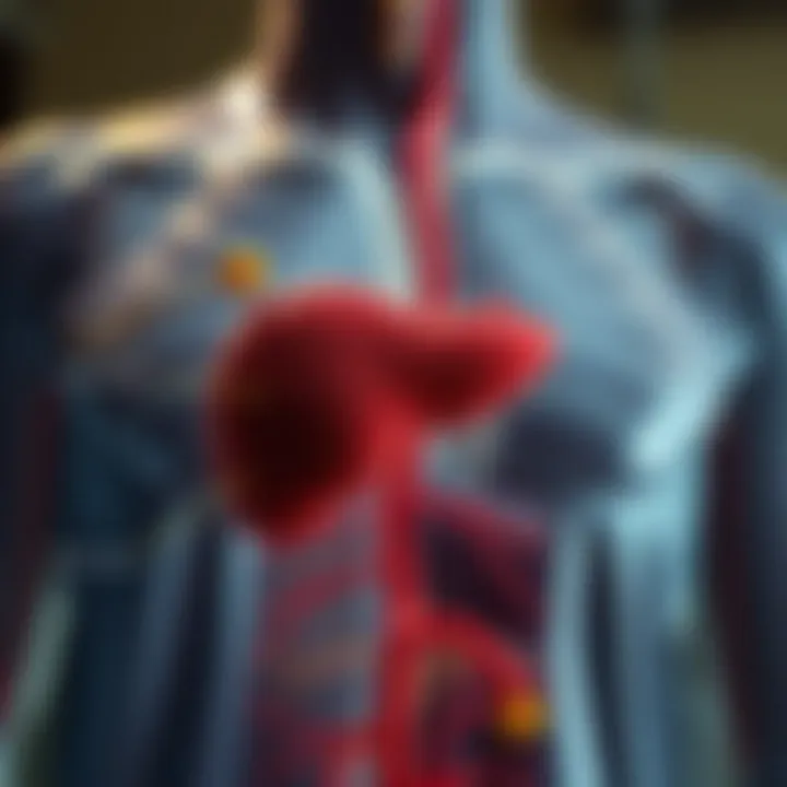 Chart showcasing the pancreas's involvement in blood sugar regulation