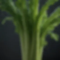 Close-up of fresh celery stalks with water droplets