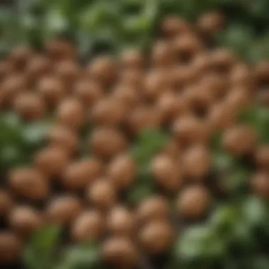 A close-up of almonds and walnuts with a backdrop of leafy greens