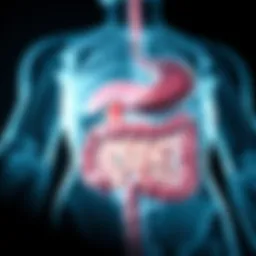 An anatomical diagram depicting the digestive system with focus on gas production areas.