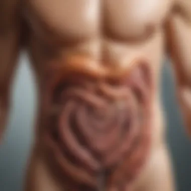 Effects on the Digestive System An illustration showing the digestive system, emphasizing the effects of mild food poisoning.