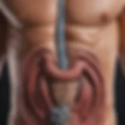Illustration depicting the digestive system and gas production