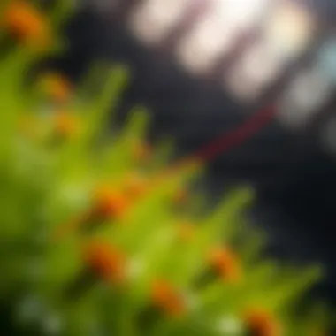 Onset of Action for Campho Phenique Graph illustrating the onset of action for Campho Phenique